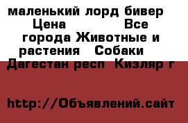 маленький лорд бивер › Цена ­ 10 000 - Все города Животные и растения » Собаки   . Дагестан респ.,Кизляр г.
